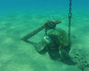 Maui Sea Turtles with anchor