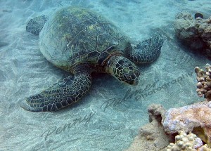 Hawaiian Sea Turtles