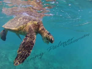 Hawaiian Sea Turtles